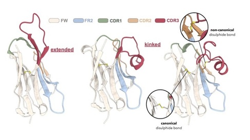 Three types of nanobodies schematic