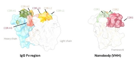 Comparison of antibody Fab and nanobody