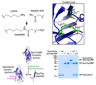 SpyCatcher reaction schematic