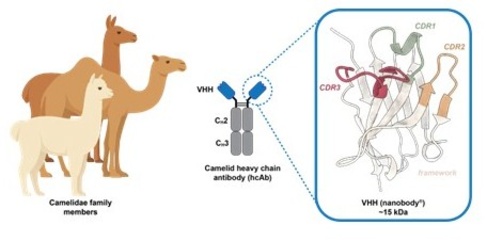 Llama and nanobody schematic