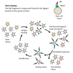 Yeast display cycle