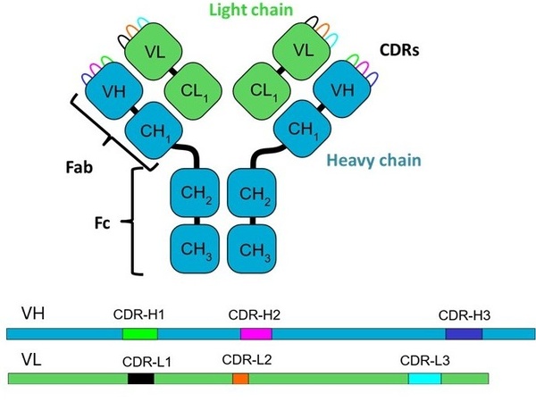 Antibody domain structure