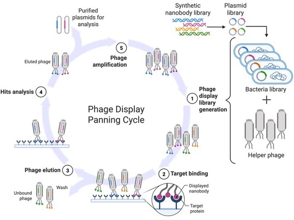 Phage display selection cycle
